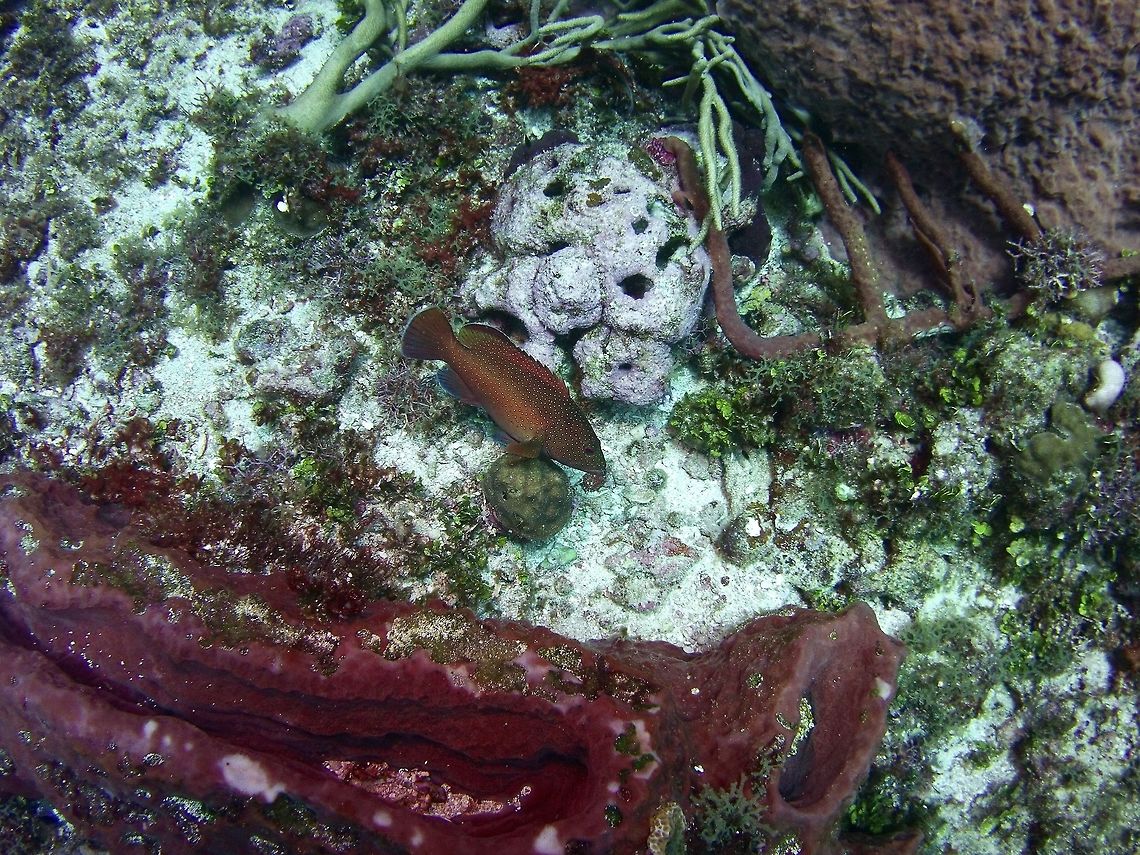 Grouper <br />
 Cephalopholis fulva,Geotagged,St Vincent and the Grenadines,Summer