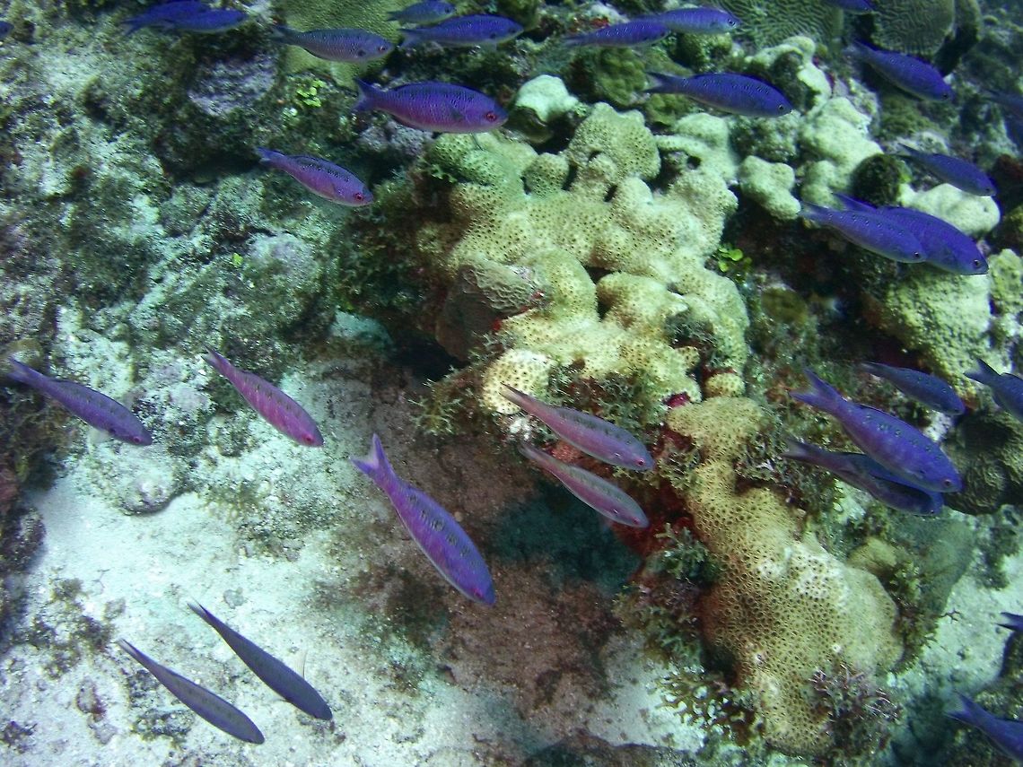 Wrasse  Clepticus parrae,Geotagged,St Vincent and the Grenadines,Summer