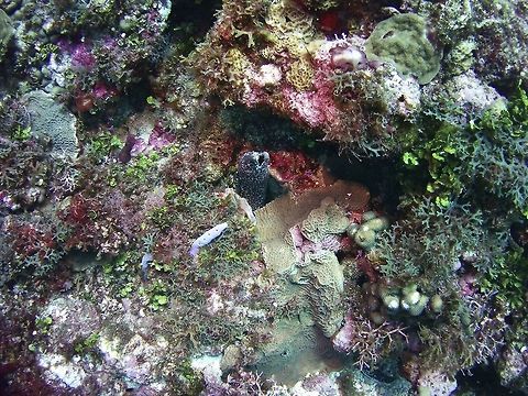 moray  Geotagged,Gymnothorax moringa,Spotted moray,St Vincent and the Grenadines,Summer