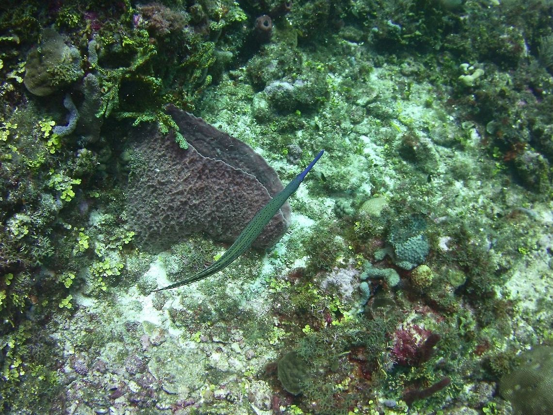 Trumpetfish  Aulostomus maculatus,Geotagged,St Vincent and the Grenadines,Summer,Trumpetfish