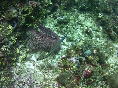 Trumpetfish  Aulostomus maculatus,Geotagged,St Vincent and the Grenadines,Summer,Trumpetfish