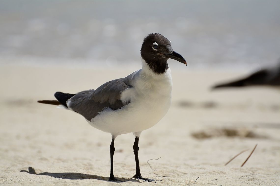 Gull  Franklins gull,Geotagged,Laughing gull,Leucophaeus atricilla,Leucophaeus pipixcan,St Vincent and the Grenadines,Summer