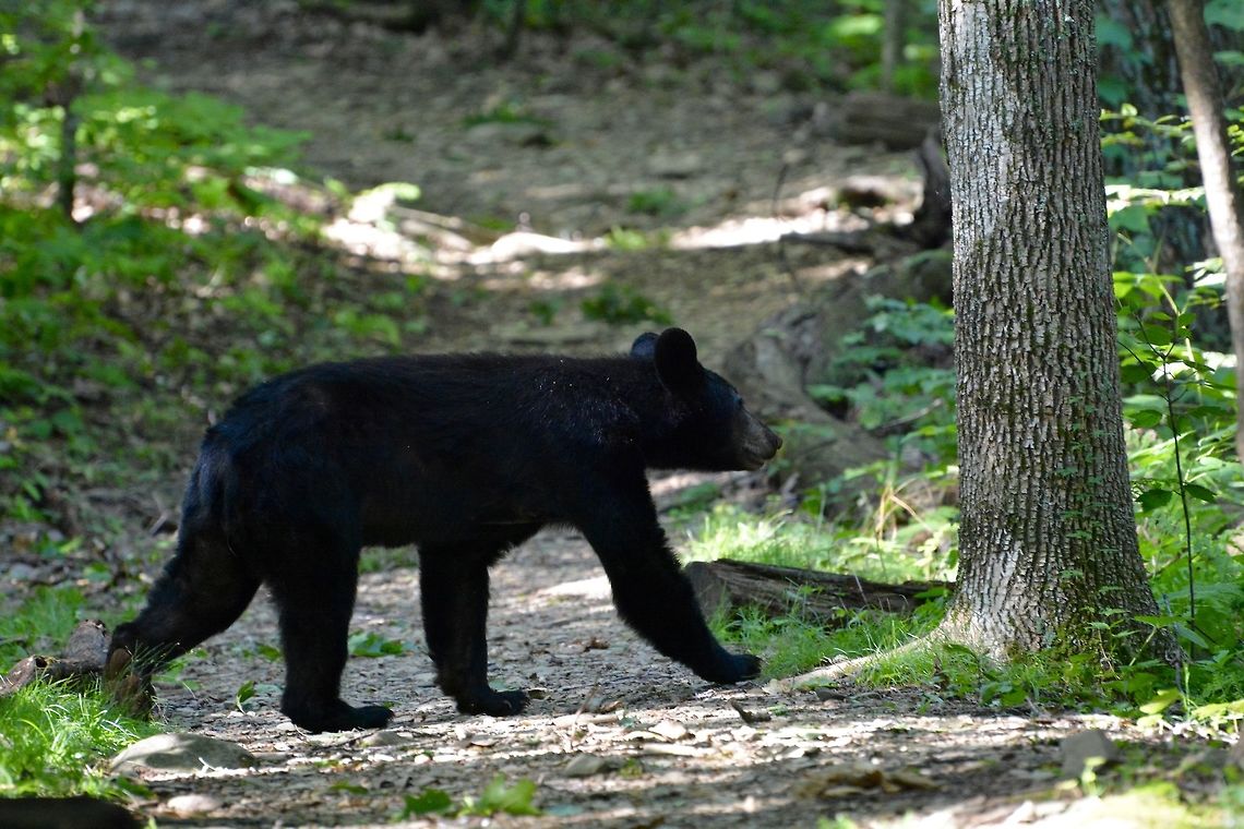 Black bear  American black bear,Geotagged,Summer,United States,Ursus americanus