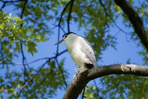 Night Heron A night heron that is part of the nesting colony at the National Zoo in Washington DC Black-crowned night heron,Geotagged,Nycticorax nycticorax,Spring,United States