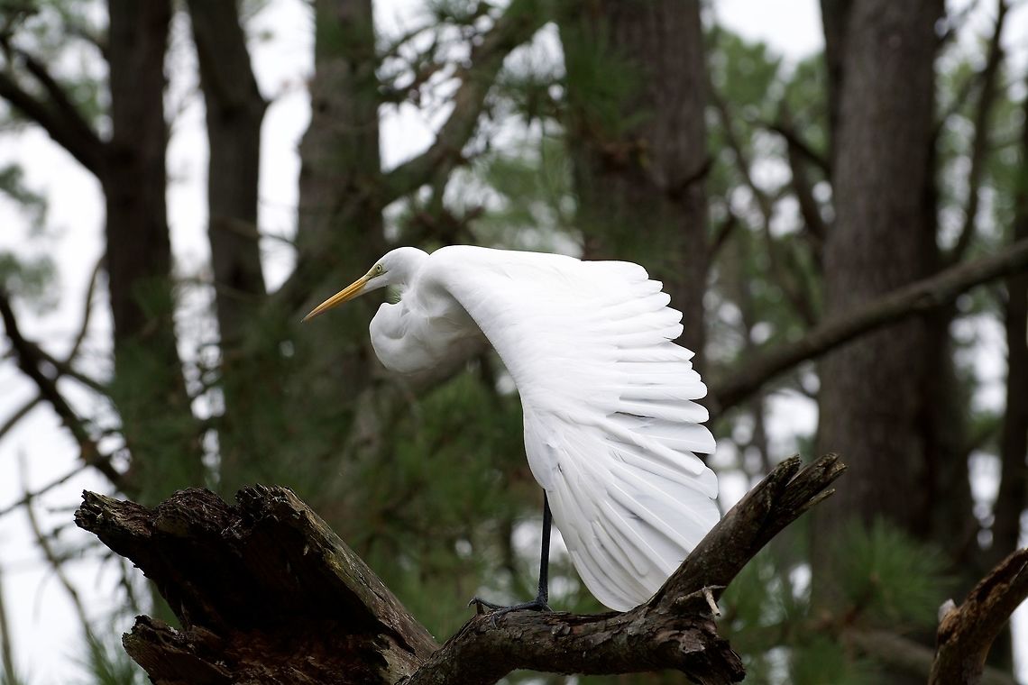Egret  Ardea alba,Geotagged,Great egret,Summer,United States