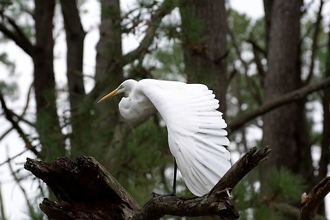 Egret  Ardea alba,Geotagged,Great egret,Summer,United States