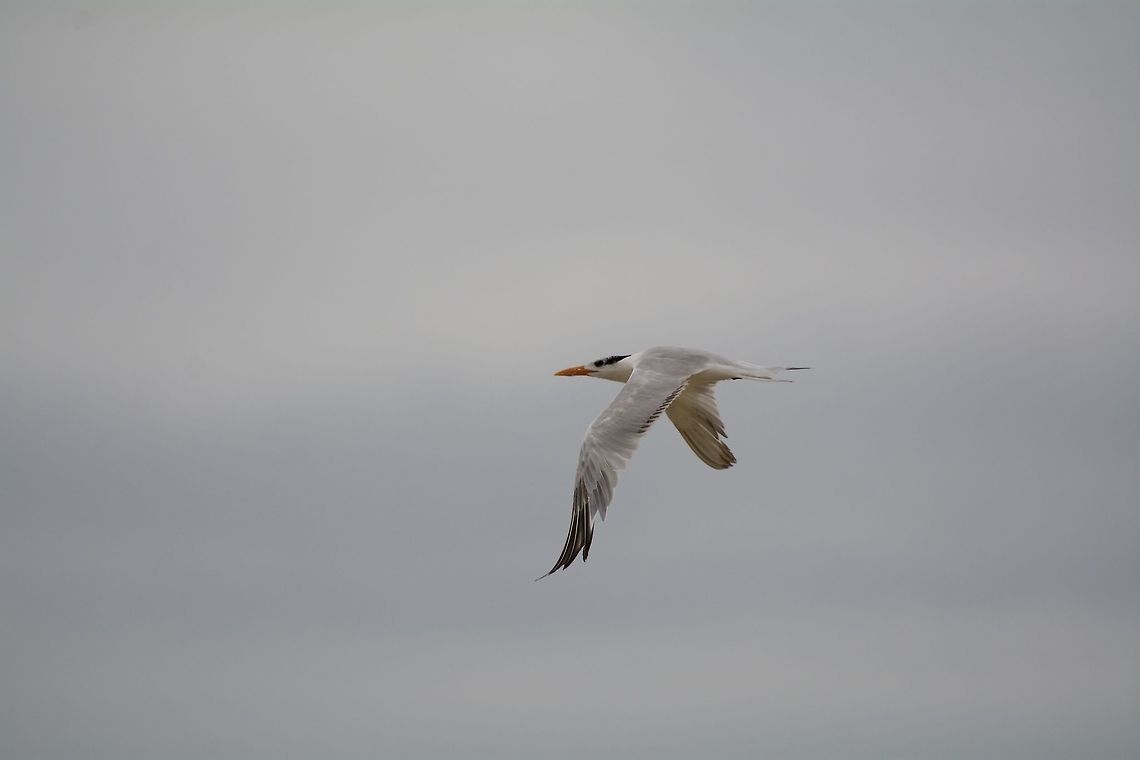 Royal Tern  Geotagged,Royal tern,Summer,Thalasseus maximus,United States