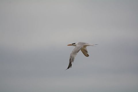 Royal Tern  Geotagged,Royal tern,Summer,Thalasseus maximus,United States