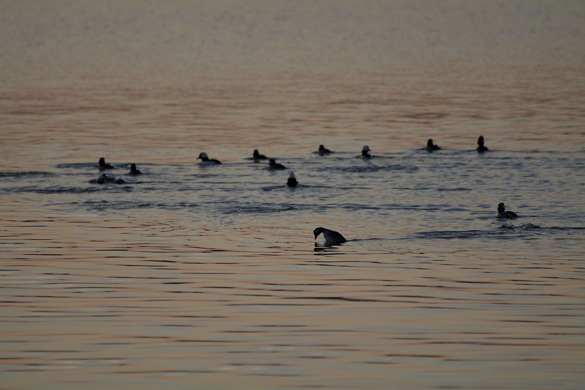 Bufflehead One bufflehead diving under while the rest of the flock moves on. Bucephala albeola,Bufflehead,Geotagged,United States,Winter