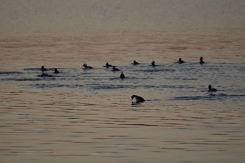 Bufflehead One bufflehead diving under while the rest of the flock moves on. Bucephala albeola,Bufflehead,Geotagged,United States,Winter