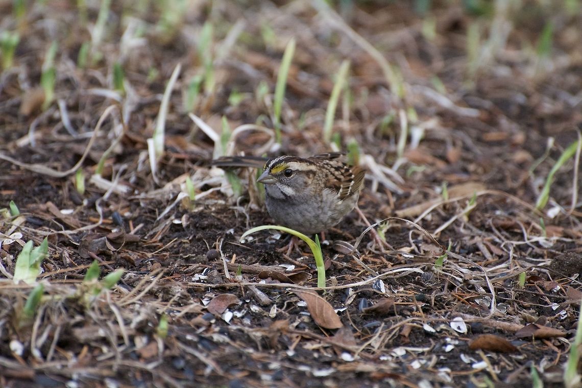 White Throated Sparrow This sparrow was feeding on seeds dropped from the feeder. Geotagged,United States,White-throated sparrow,Winter,Zonotrichia albicollis