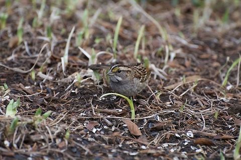 White Throated Sparrow This sparrow was feeding on seeds dropped from the feeder. Geotagged,United States,White-throated sparrow,Winter,Zonotrichia albicollis