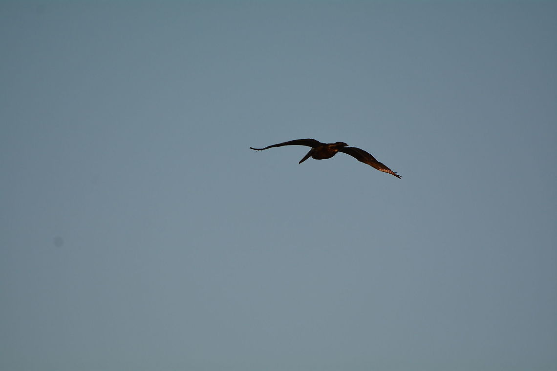 Brown Pelican  Brown pelican,Geotagged,Pelecanus occidentalis,TKCA 1ZZ,Turks and Caicos Islands,Winter