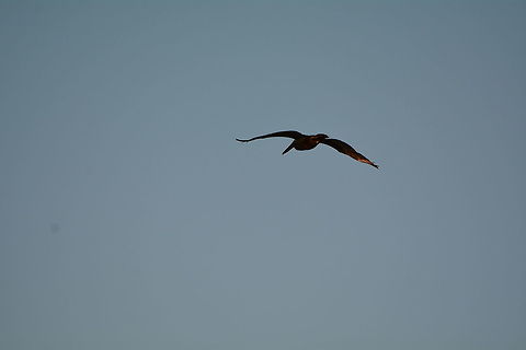 Brown Pelican  Brown pelican,Geotagged,Pelecanus occidentalis,TKCA 1ZZ,Turks and Caicos Islands,Winter