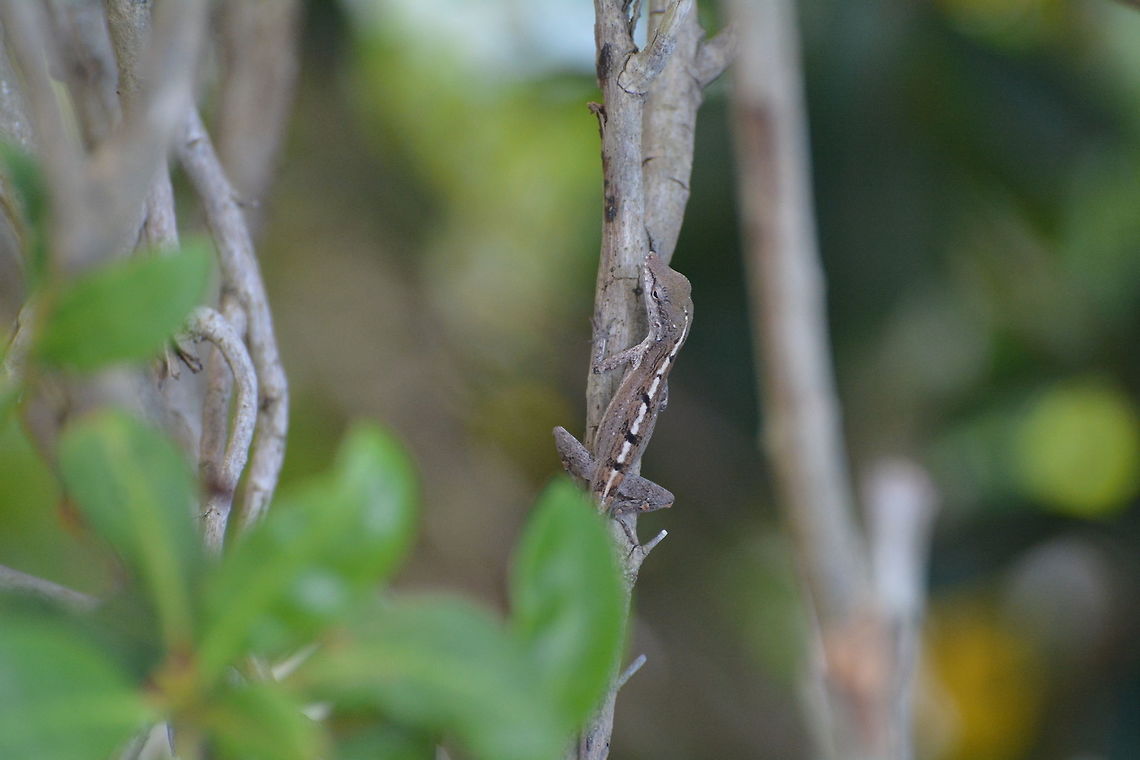 Anole  Anolis scriptus,Geotagged,TKCA 1ZZ,Turks and Caicos Islands,Winter