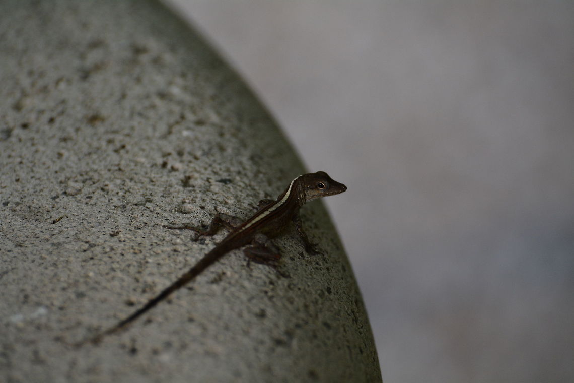 Anole  Anolis scriptus,Geotagged,TKCA 1ZZ,Turks and Caicos Islands,Winter