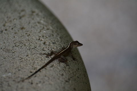 Anole  Anolis scriptus,Geotagged,TKCA 1ZZ,Turks and Caicos Islands,Winter