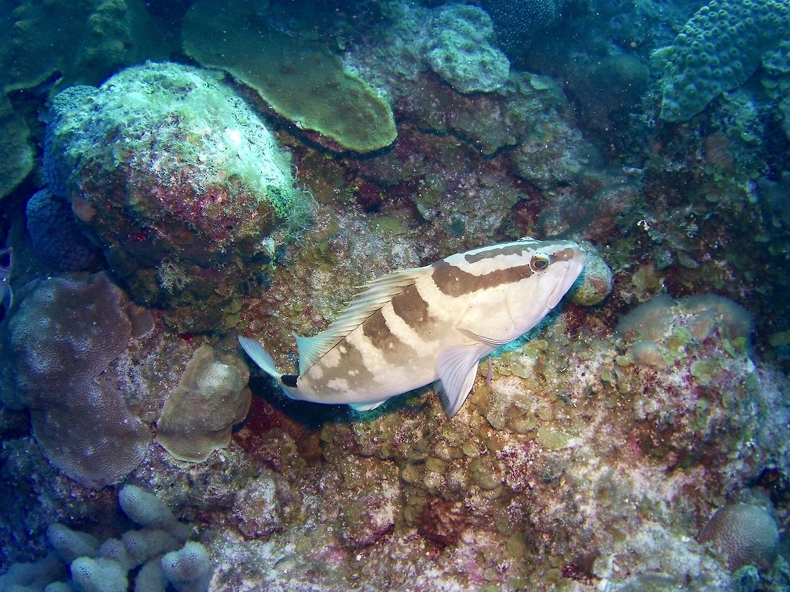 Grouper  Epinephelus striatus,Geotagged,Nassau grouper,TKCA 1ZZ,Turks and Caicos Islands,Winter