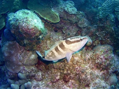 Grouper Epinephelus striatus,Geotagged,Nassau grouper,TKCA 1ZZ,Turks and Caicos Islands,Winter