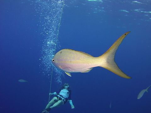 Yellowtail snapper  Geotagged,Ocyurus chrysurus,TKCA 1ZZ,Turks and Caicos Islands,Winter,Yellowtail snapper