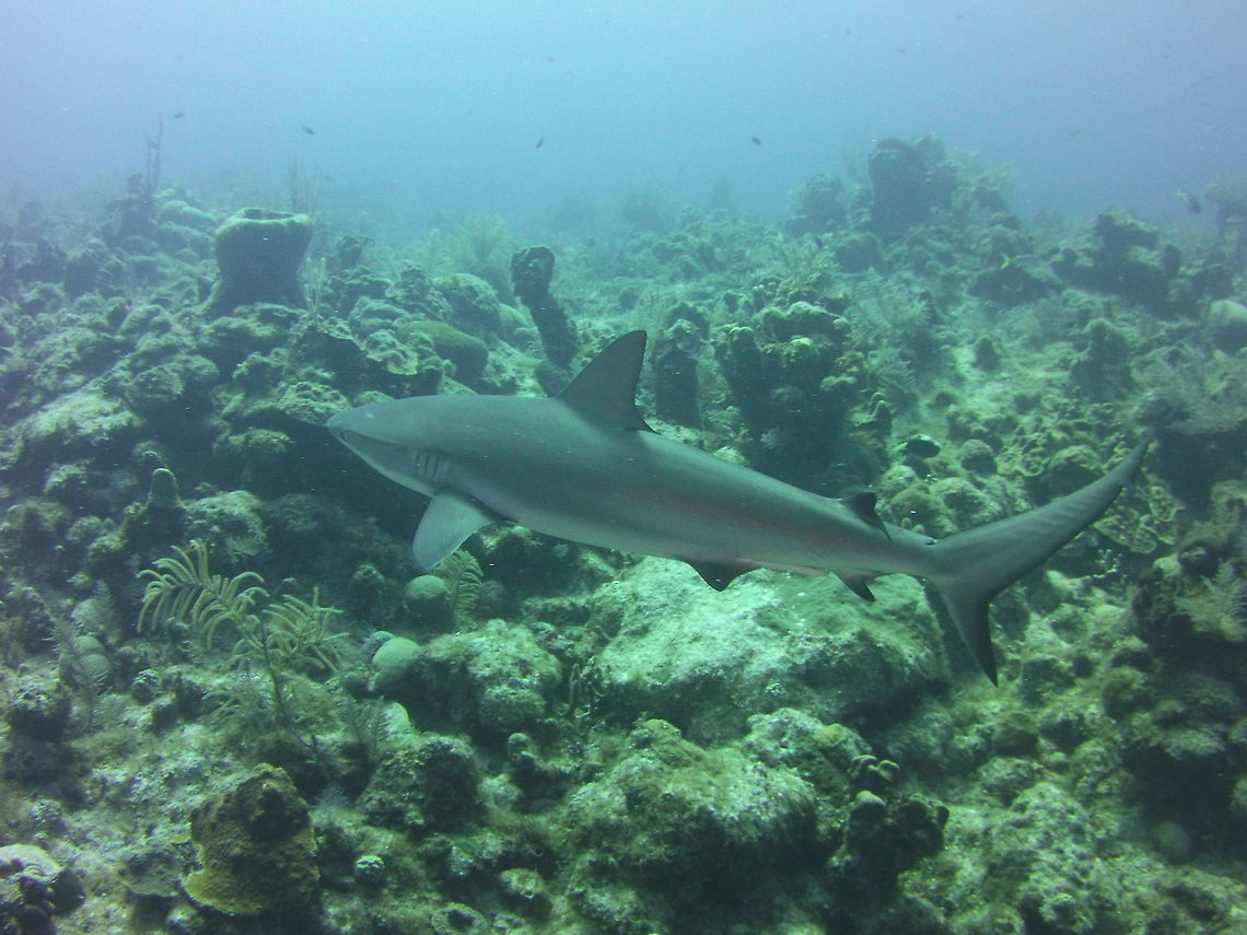 Reef shark  Carcharhinus perezii,Caribbean reef shark,Geotagged,TKCA 1ZZ,Turks and Caicos Islands,Winter