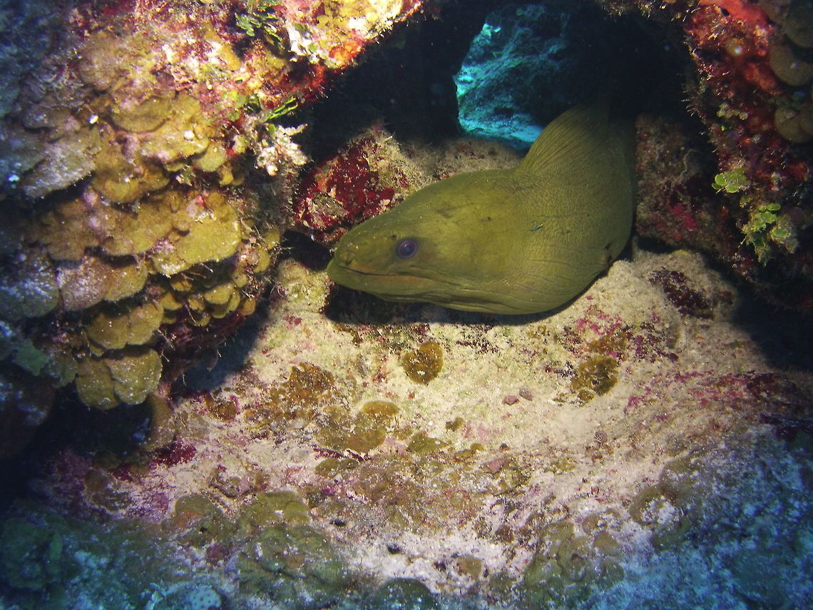 Green Moray  Green moray,Gymnothorax funebris
