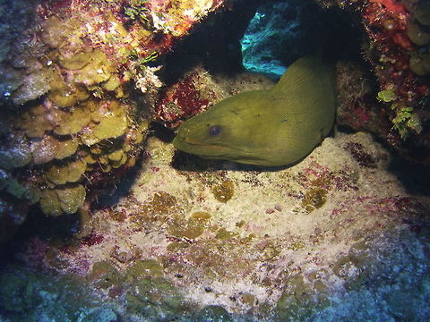 Green Moray  Green moray,Gymnothorax funebris