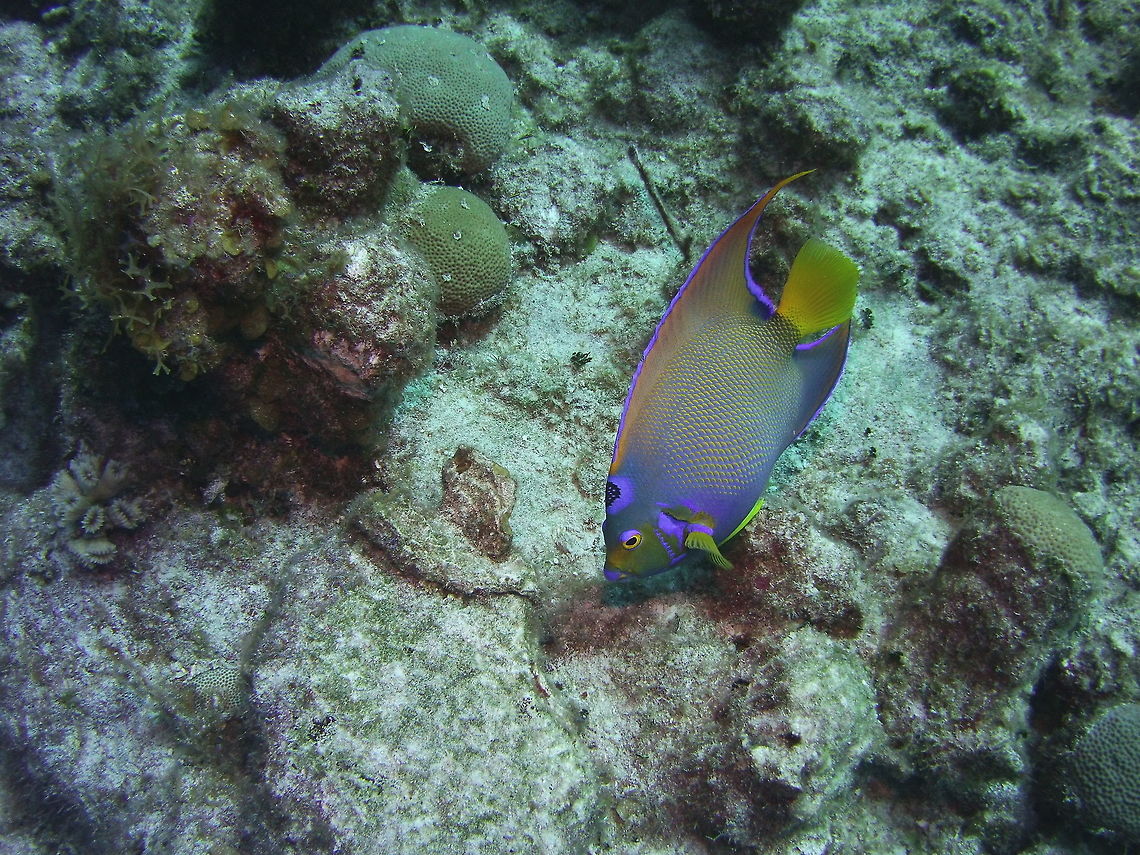 Queen Angelfish  Holacanthus ciliaris,Queen Angelfish