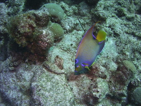 Queen Angelfish  Holacanthus ciliaris,Queen Angelfish