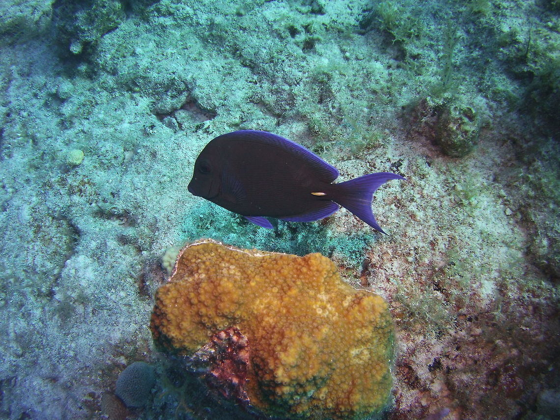 surgeonfish  Acanthurus coeruleus,Geotagged,TKCA 1ZZ,Turks and Caicos Islands,Winter