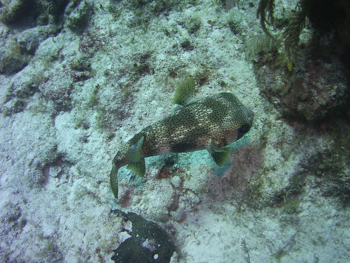 Porcupinefish  Diodon hystrix,Geotagged,Spotted porcupinefish,TKCA 1ZZ,Turks and Caicos Islands,Winter