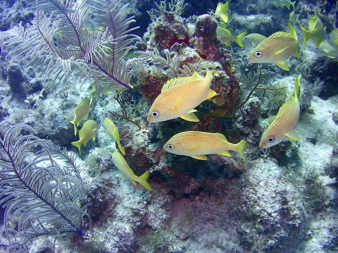 French Grunt  French grunt,Geotagged,Haemulon flavolineatum,TKCA 1ZZ,Turks and Caicos Islands,Winter