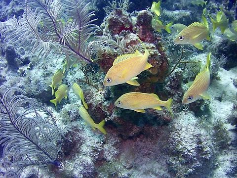 French Grunt  French grunt,Geotagged,Haemulon flavolineatum,TKCA 1ZZ,Turks and Caicos Islands,Winter