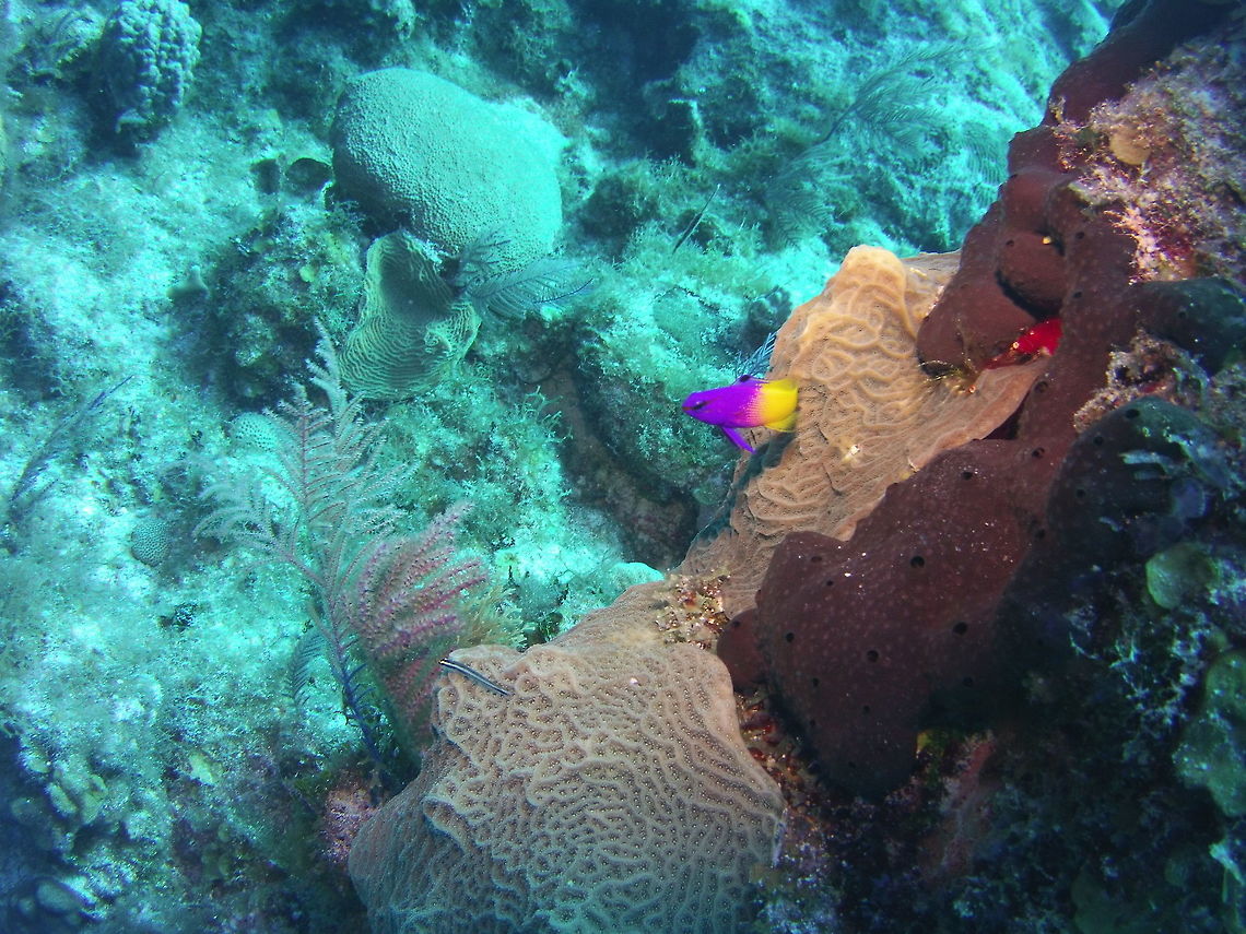 royal gramma  Geotagged,Gramma loreto,Royal gramma,TKCA 1ZZ,Turks and Caicos Islands,Winter