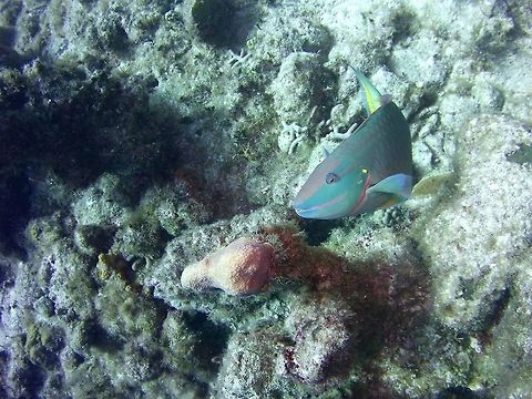 Stoplight parrotfish  Geotagged,Sparisoma viride,Stoplight parrotfish,TKCA 1ZZ,Turks and Caicos Islands,Winter