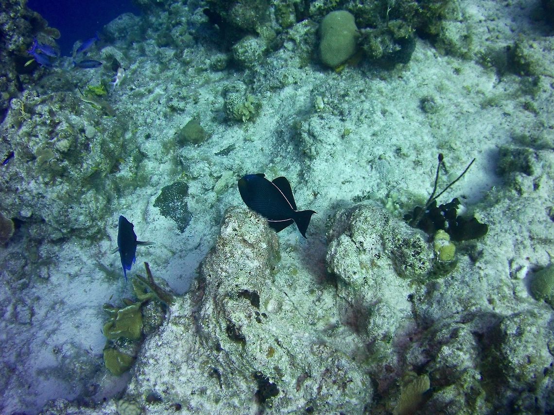 Black Durgon  Black triggerfish,Geotagged,Melichthys niger,TKCA 1ZZ,Turks and Caicos Islands,Winter