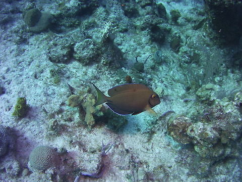 Doctorfish Tang  Acanthurus chirurgus,Doctor fish,Doctorfish tang,Garra rufa,Geotagged,TKCA 1ZZ,Turks and Caicos Islands,Winter