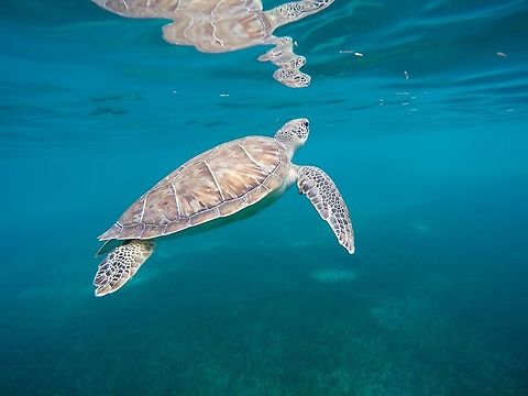 Sea turtle  Chelonia mydas,Geotagged,Green sea turtle,TKCA 1ZZ,Turks and Caicos Islands,Winter