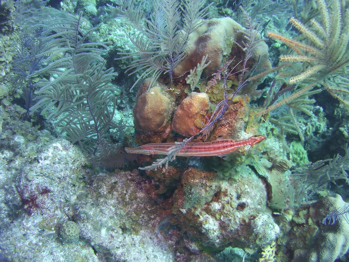 Trumpetfish  Aulostomus maculatus,Geotagged,TKCA 1ZZ,Trumpetfish,Turks and Caicos Islands,Winter