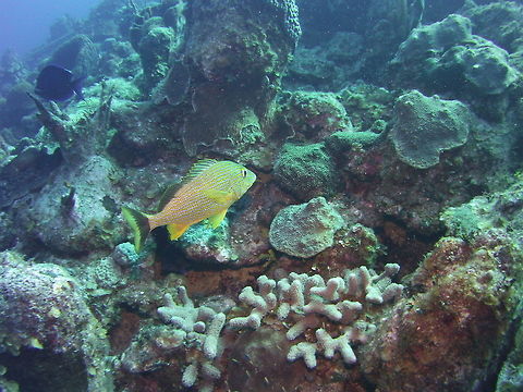 Bluestriped grunt, Turks and Caicos Islands  Bluestriped grunt,Geotagged,Haemulon sciurus,TKCA 1ZZ,Turks and Caicos Islands,Winter