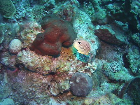 Four-eye butterflyfish  Chaetodon capistratus,Four-eyed Butterflyfish,Geotagged,TKCA 1ZZ,Turks and Caicos Islands,Winter