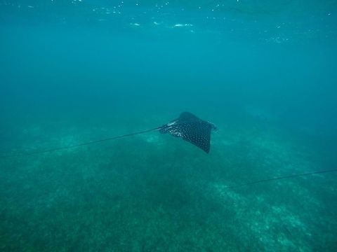 Spotted Eagle Ray  Aetobatus narinari,Geotagged,Spotted eagle ray,TKCA 1ZZ,Turks and Caicos Islands,Winter