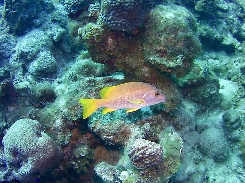 Schoolmaster  Geotagged,Lutjanus apodus,Schoolmaster snapper,TKCA 1ZZ,Turks and Caicos Islands,Winter