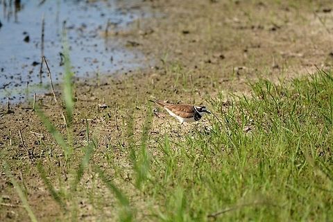 Killdeer  Charadrius vociferus,Geotagged,Killdeer,Summer,United States