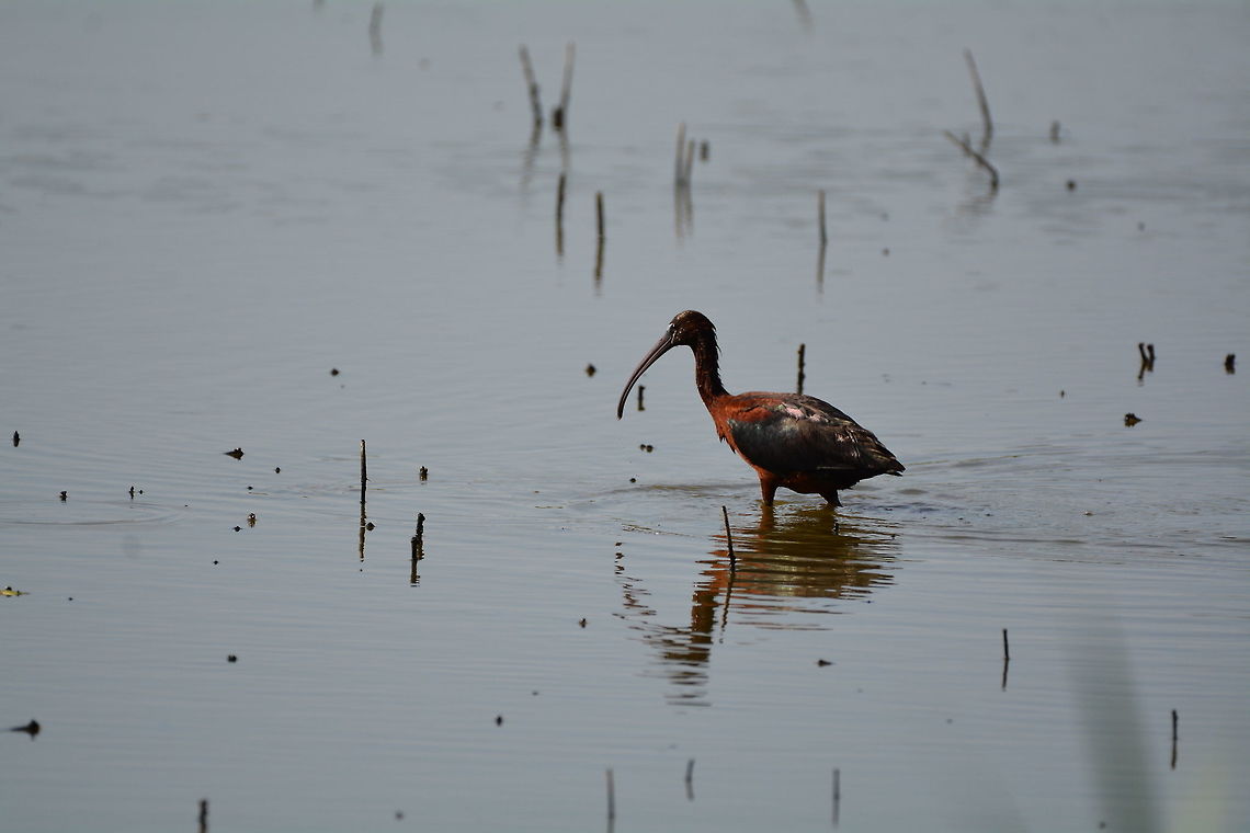 Glossy Ibis  Geotagged,Glossy Ibis,Plegadis falcinellus,Summer,United States