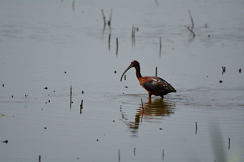 Glossy Ibis  Geotagged,Glossy Ibis,Plegadis falcinellus,Summer,United States