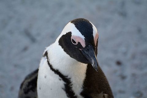 African Penguin  African Penguin,Geotagged,South Africa,Spheniscus demersus,Winter
