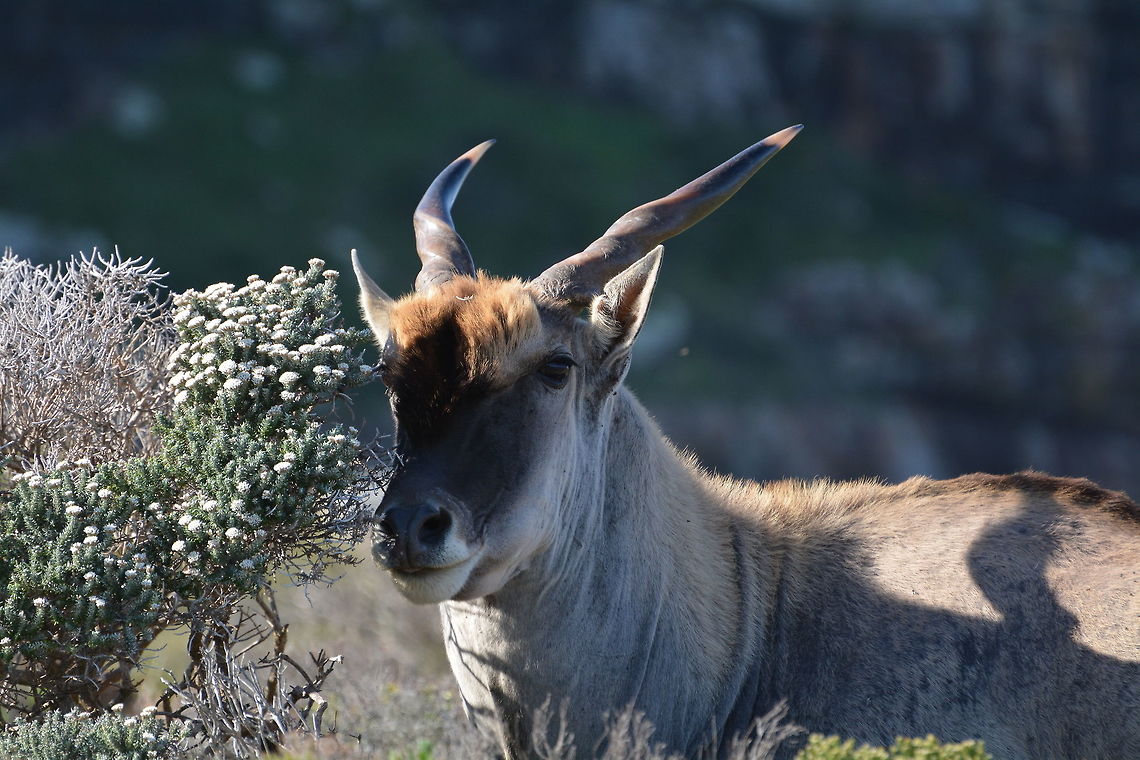 Eland  Common eland,Geotagged,South Africa,Taurotragus oryx,Winter
