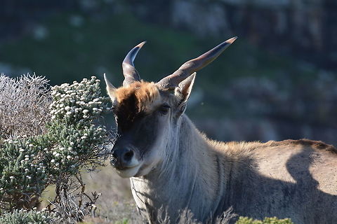 Eland  Common eland,Geotagged,South Africa,Taurotragus oryx,Winter