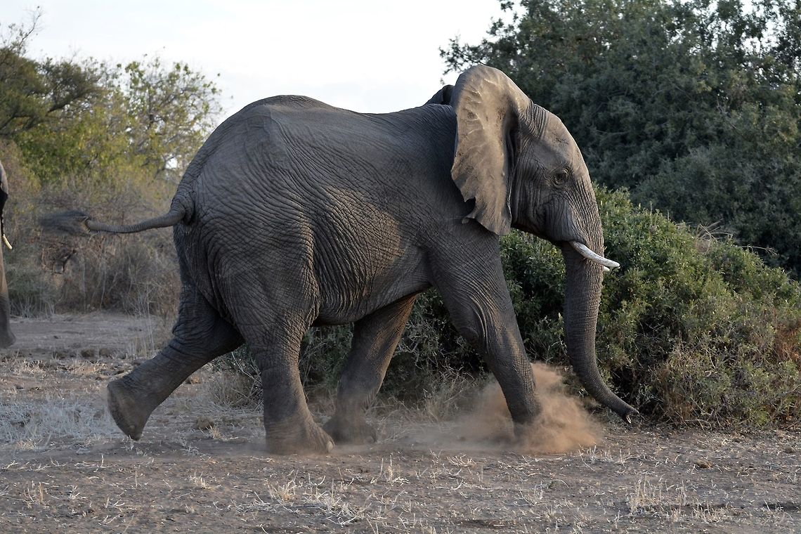 Elephant  African bush elephant,Botswana,Geotagged,Loxodonta africana,Winter
